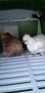 two chickens inside a cube chicken coop