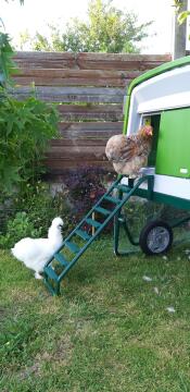 two chickens in a garden climbing up a ladder to the cube chicken coop