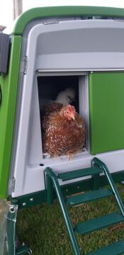 two chickens inside a cube chicken coop