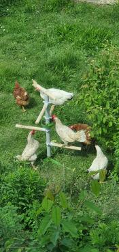 Chickens on a stand made out of chicken poles