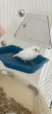 White bird perched on Geo Bird Bath next to half hexagon mirror inside Geo Bird Cage.