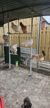 Chickens perching on the PoleTree set up in a walk in run.