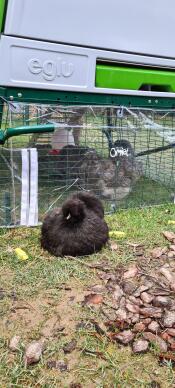 The transparent windbreak cover attached to the back of the Eglu Cube chicken coop.