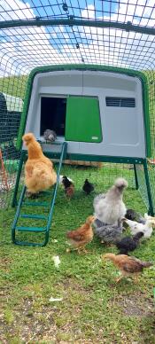 Chickens in the run of their green Eglu Cube chicken coop.