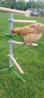 A chicken on a perch eating treats in a green treat dish