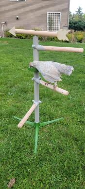 A chicken on a perch, pecking seeds from a treat holder