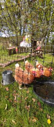 Close up of chickens drinking water behind Omlet chicken fencing