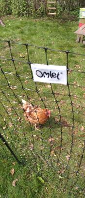 Chicken taking a stroll behind chicken fencing wall, with 'Omlet' plaque attached