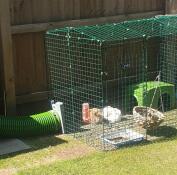 Two rabbits in their run, with a tunnel connected to it