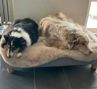 Two dogs lounging on a large Topology Dog Bed with round wooden feet and beige sheepskin topper