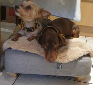 Two dogs sharing the Topology dog bed with sheepskin topper.