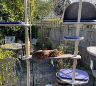 Cat lounging on Freestyle Cat Tree bridge with sisal scratching wrap inside outdoor cat enclosure