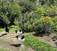 Chickens stood next to the Omlet chicken fencing.