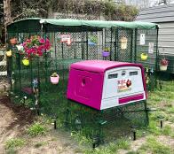 The Chicken Walk In Run set up with the purple Eglu Cube chicken coop.