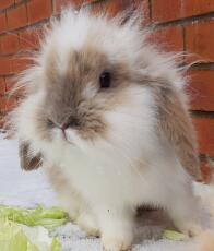 Mini Lop Rabbits | Mini Lop For Sale | Rabbit Breeds