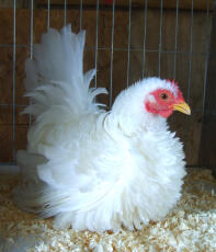 Japanese Bantam Chickens | Japanese Bantam For Sale | Chicken Breeds