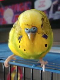 Budgie Diseases | Health Problems | Budgies | Guide | Omlet UK