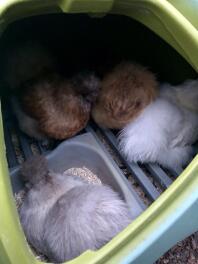 Silkie Chickens | Silkie For Sale | Chicken Breeds