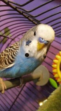 Introduction To Budgies | Budgies | Guide | Omlet UK