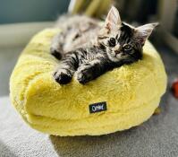 Kitten lounging on Maya Donut Cat Bed in the colour 'Buttercup Yellow'