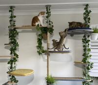 Four cats playing on a large freestye cat tree set up with various accessories.