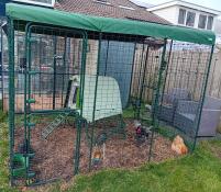The heavy duty chicken run cover attached on top of the chicken walk in run.