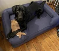 A dog on a blue bolster dog bed