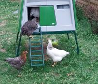 Hens going inside green Eglu Cube chicken coop in garden.