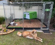 A green chicken coop inside an enclosure