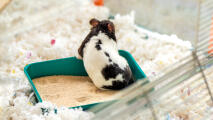 hamster in a sand bath inside the large Omlet hamster cage