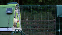 side view of a white chicken coming out of the eglu go up chicken coop using the automatic door opener