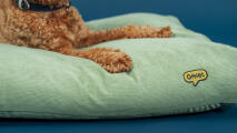 detail of luxury organic cotton corduroy moss cushion dog bed