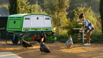 Little girl feeding the chickens by the eglu pro chicken coop