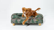 spaniel leaping off from the utra comfortable bolster dog bed in limited edition print