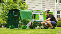 man watching his chickens in the eglu cube predator resistant chicken coop