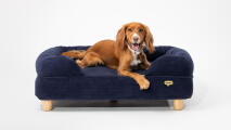 spaniel stretched out on navy cord memory foam dog bed from Omlet