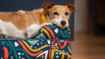 small bolster dog bed in zoomies pattern