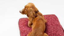 detail of spaniel lying on pillowy cushion bed in limited edition print