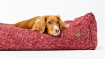 dog resting in limited edition berry coloured nest dog bed