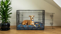 A dog resting on a cushion bed inside of a crate