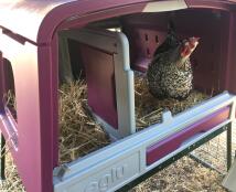 A chicken inside a pink chicken coop