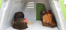 Chickens enjoying the nesting box inside the Eglu Go up chicken coop.