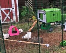 Omlet Green Eglu Cube Large Chicken Coop with Chickens