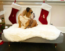 English Bulldog sat on a Topology Dog Bed with white Sheepskin Topper, with red Christmas stockings hanging in the background