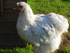 Cochin Chickens | Cochin For Sale | Chicken Breeds