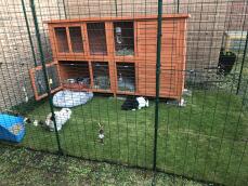 Outdoor Rabbit Run | Large Outdoor Rabbit Enclosure | Omlet