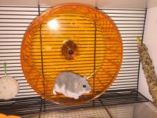 hamster wheel cage