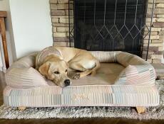 A dog sleeping in the Pawsteps Natural Bolster dog bed.