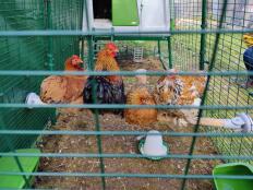 Four chickens sat on the Omlet chicken perch.