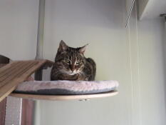 Cat seated on a bamboo platform with blush pink sheepskin cushion